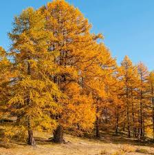 Attēlu rezultāti vaicājumam “Larix kaempferi female flower”