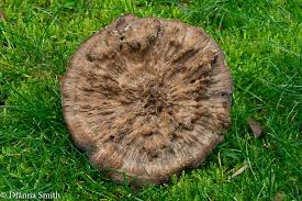 Attēlu rezultāti vaicājumam “Hydnellum sp.”