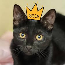 Image result for Black Cat Sac