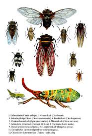 Attēlu rezultāti vaicājumam “Auchenorrhyncha”