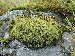 Attēlu rezultāti vaicājumam “Pogonatum urnigerum macro”