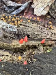 Attēlu rezultāti vaicājumam “Lycogala conicum spores”