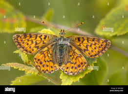 Attēlu rezultāti vaicājumam “Boloria aquilonaris underside”