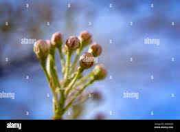 Attēlu rezultāti vaicājumam “Crataegus laevigata bud”