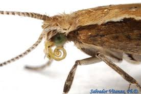 Attēlu rezultāti vaicājumam “Plutellidae”