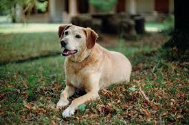 Image result for cestoda excrement dog