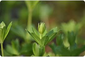 Attēlu rezultāti vaicājumam “Galium odoratum bud”