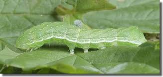 Attēlu rezultāti vaicājumam “Euplexia lucipara”