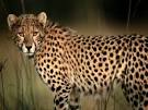 Cheetahs, Cheetah Pictures, Cheetah Facts - National Geographic
