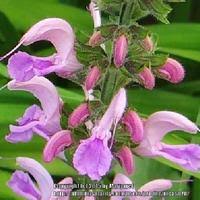 Image result for Salvia pratensis `Rose Rhapsody