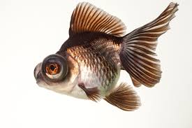 Attēlu rezultāti vaicājumam “Carassius auratus”