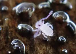 Attēlu rezultāti vaicājumam “Symphypleona”