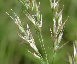 Attēlu rezultāti vaicājumam “Calamagrostis canescens fruit”