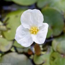 Attēlu rezultāti vaicājumam “Hydrocharis morsus-ranae flower”