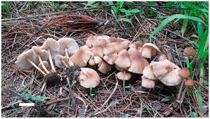 Attēlu rezultāti vaicājumam “Marasmius sp.”