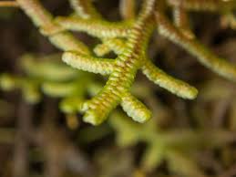 Attēlu rezultāti vaicājumam “Jungermanniopsida”