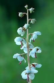 Attēlu rezultāti vaicājumam “Pyrola rotundifolia”