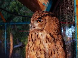 Attēlu rezultāti vaicājumam “Strigiformes”