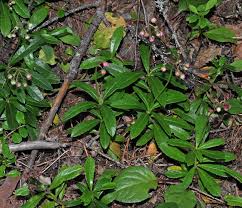 Attēlu rezultāti vaicājumam “Chimaphila umbellata”