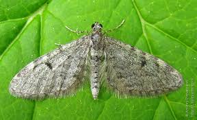 Attēlu rezultāti vaicājumam “Eupithecia lanceata”