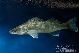 Image result for Sander lucioperca