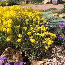 Image result for Alyssum saxatile