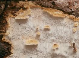 Attēlu rezultāti vaicājumam “Antrodia serialis”