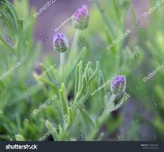 Attēlu rezultāti vaicājumam “Lavandula angustifolia bud”
