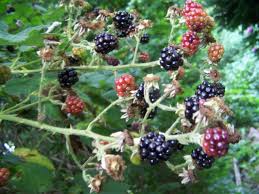 Image result for Rubus sectio
