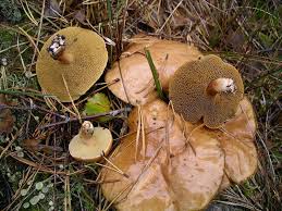 Attēlu rezultāti vaicājumam “Suillus bovinus”
