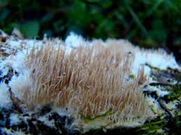 Attēlu rezultāti vaicājumam “Hydnocristella himantia”