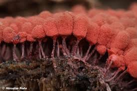 Attēlu rezultāti vaicājumam “Arcyria denudata macro”