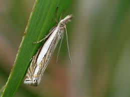 Attēlu rezultāti vaicājumam “Crambus silvella”