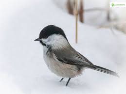Attēlu rezultāti vaicājumam “Poecile montanus adult”