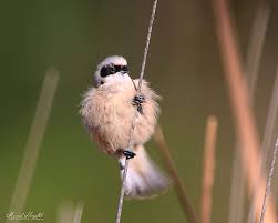 Image result for Remiz pendulinus