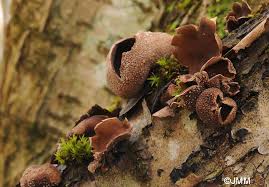 Attēlu rezultāti vaicājumam “Encoelia furfuracea”