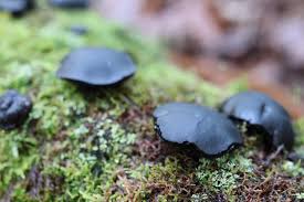 Attēlu rezultāti vaicājumam “Bulgaria inquinans”