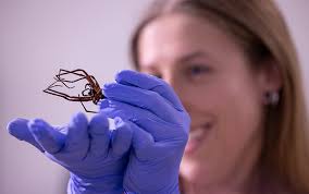 Image result for spider