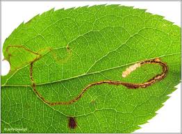 Attēlu rezultāti vaicājumam “Lyonetia clerkella”