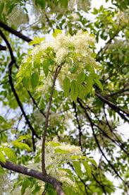 Attēlu rezultāti vaicājumam “Fraxinus excelsior flower”