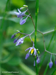 Attēlu rezultāti vaicājumam “Solanum dulcamara flower”
