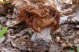 Attēlu rezultāti vaicājumam “Gyromitra gigas”