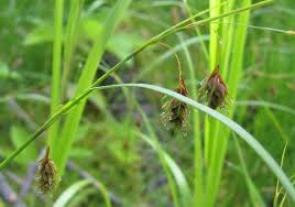 Attēlu rezultāti vaicājumam “Carex paupercula”