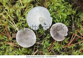 Attēlu rezultāti vaicājumam “Cantharellula umbonata”