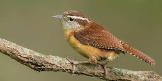 Attēlu rezultāti vaicājumam “Troglodytes troglodytes adult”