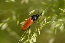 Attēlu rezultāti vaicājumam “Elateridae”