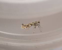 Attēlu rezultāti vaicājumam “Gracillaria syringella larva”