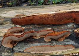 Attēlu rezultāti vaicājumam “Gloeophyllum trabeum”