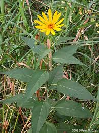 Attēlu rezultāti vaicājumam “Helianthus tuberosus flower”