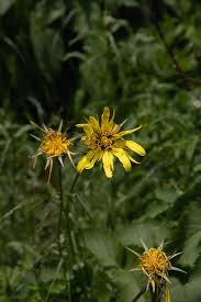 Attēlu rezultāti vaicājumam “Tragopogon pratensis subsp. pratensis leaf”